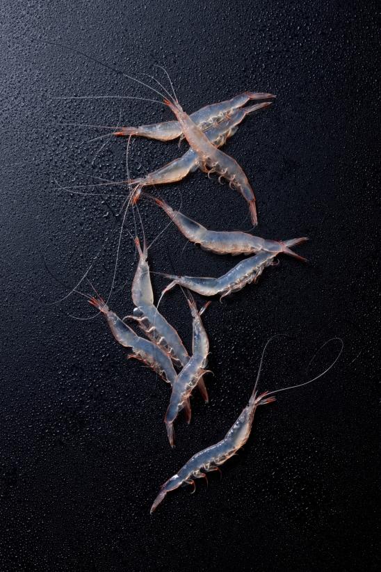 white shrimp(4)