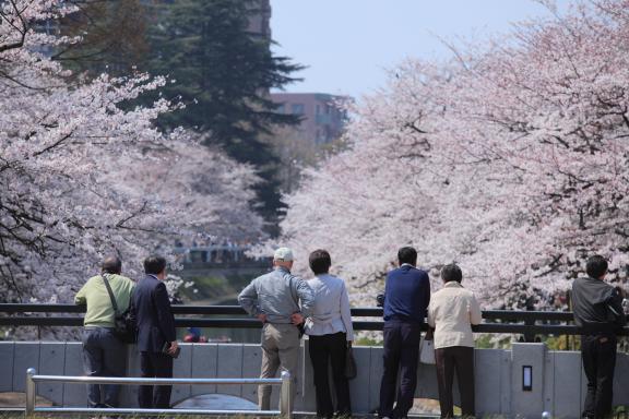 Cherry blossom in Matsukawa River(2)