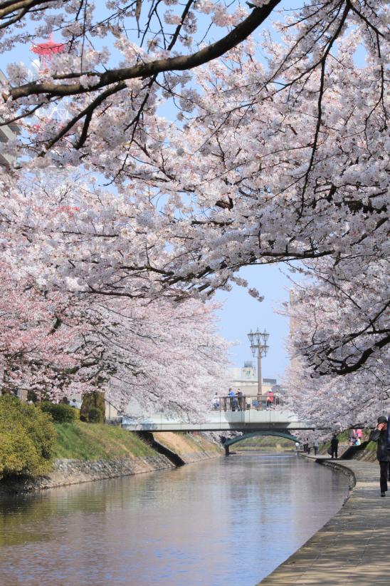 Cherry blossom in Matsukawa River(5)