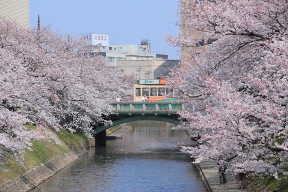 Cherry blossom in Matsukawa River(7)