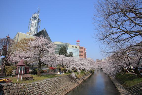 Cherry blossom in Matsukawa River(8)