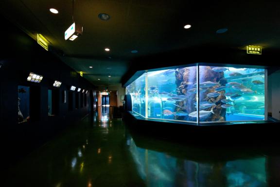 Uozu Aquarium(3)