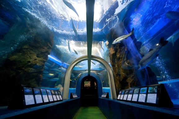 Uozu Aquarium(5)