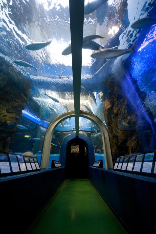 Uozu Aquarium(6)