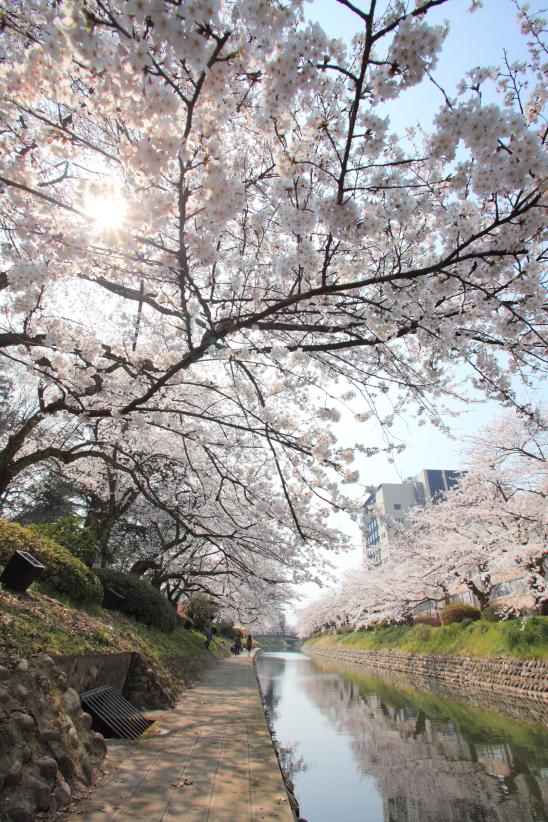 Cherry blossom in Matsukawa River(9)