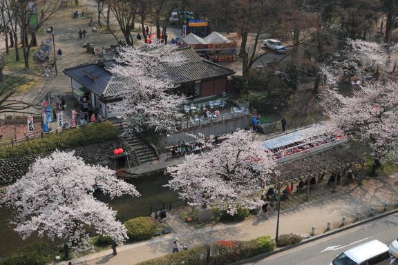Cherry blossom in Matsukawa River(11)