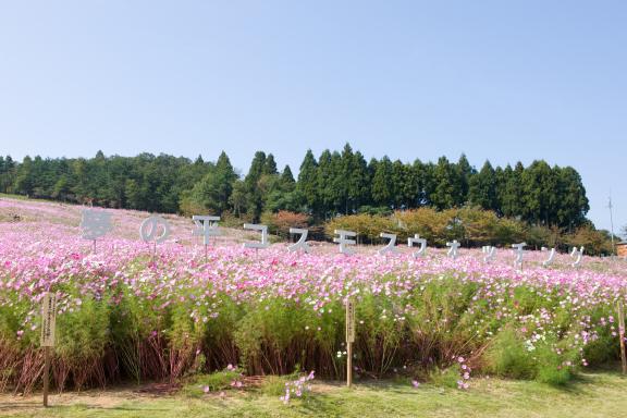 Cosmos Flowers at Tonami Yumenotaira(1)