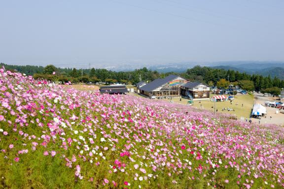 Cosmos Flowers at Tonami Yumenotaira(3)