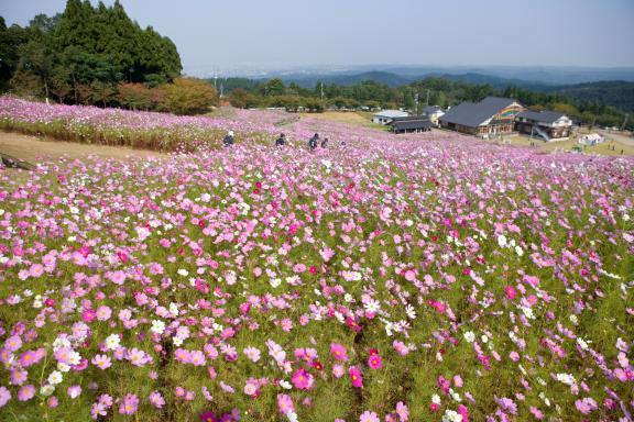 Cosmos Flowers at Tonami Yumenotaira(10)