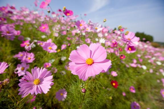 Cosmos Flowers at Tonami Yumenotaira(15)