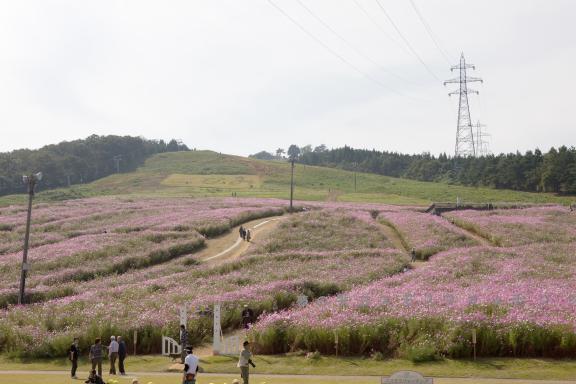 Cosmos Flowers at Tonami Yumenotaira(20)