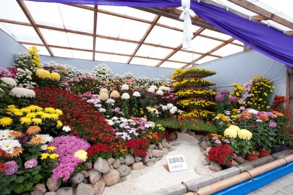 Nanto Chrysanthemum Festival(6)