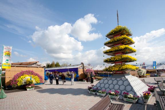 Nanto Chrysanthemum Festival(15)