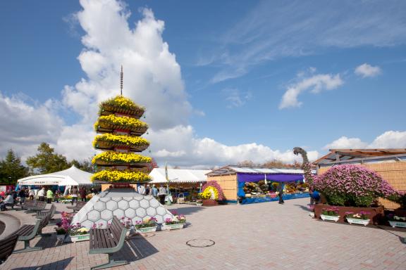 Nanto Chrysanthemum Festival(17)