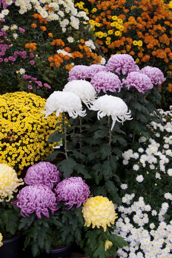 Nanto Chrysanthemum Festival(23)