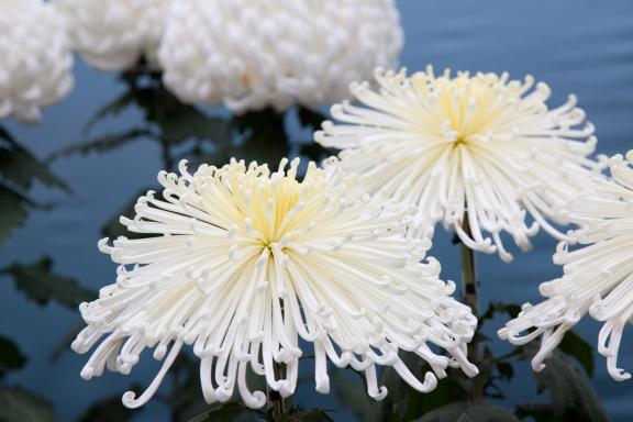 Nanto Chrysanthemum Festival(28)