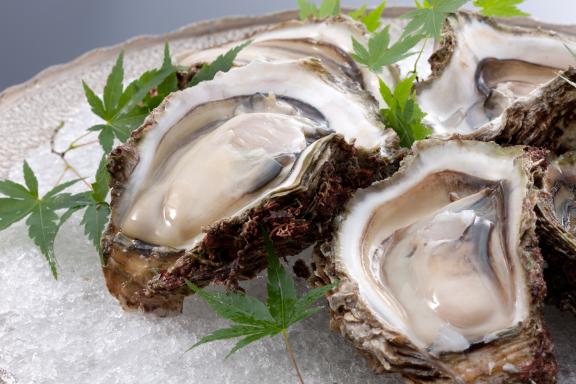 oyster(3)