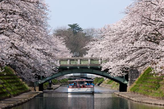 Cherry blossom in Matsukawa River(12)