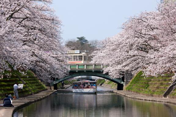 Cherry blossom in Matsukawa River(13)