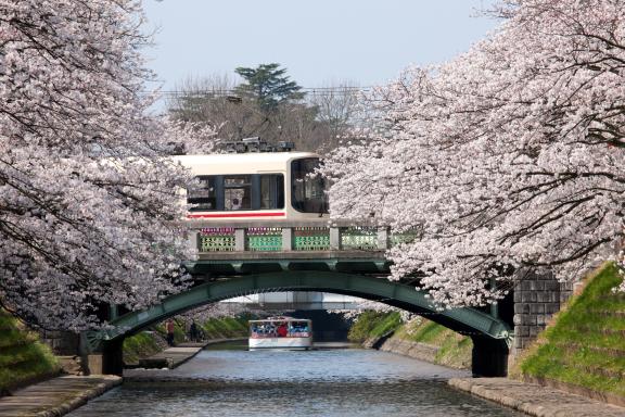 Cherry blossom in Matsukawa River(14)