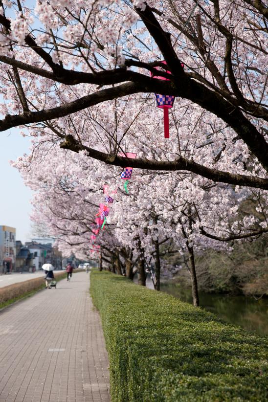 cherry blossom at Takaoka Kojo Park(1)