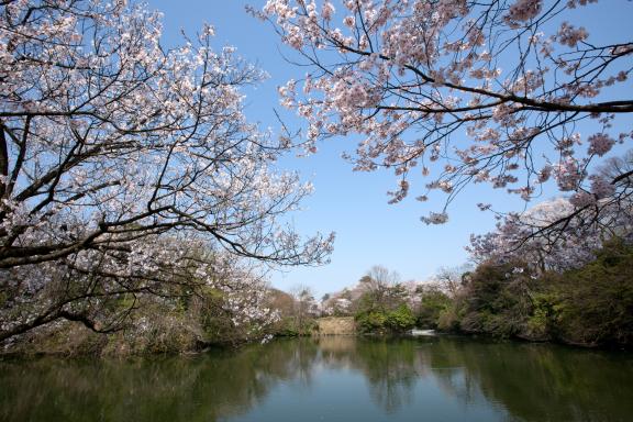 cherry blossom at Takaoka Kojo Park(2)