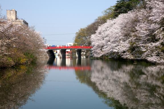cherry blossom at Takaoka Kojo Park(3)