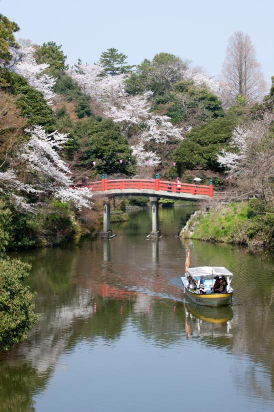 cherry blossom at Takaoka Kojo Park(5)