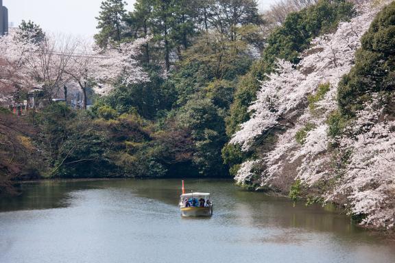 cherry blossom at Takaoka Kojo Park(6)