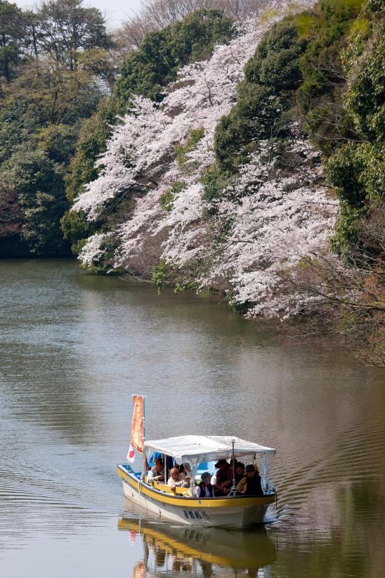 cherry blossom at Takaoka Kojo Park(7)
