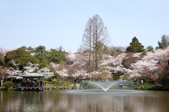 cherry blossom at Takaoka Kojo Park(8)