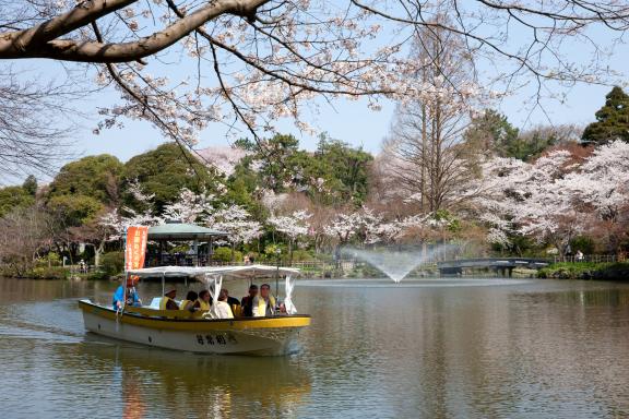 cherry blossom at Takaoka Kojo Park(9)