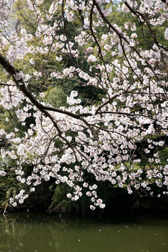 cherry blossom at Takaoka Kojo Park(10)