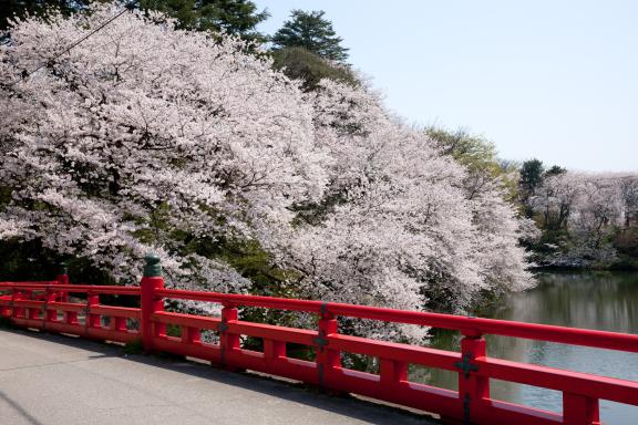cherry blossom at Takaoka Kojo Park(11)