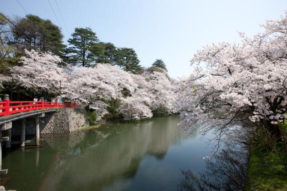 cherry blossom at Takaoka Kojo Park(12)