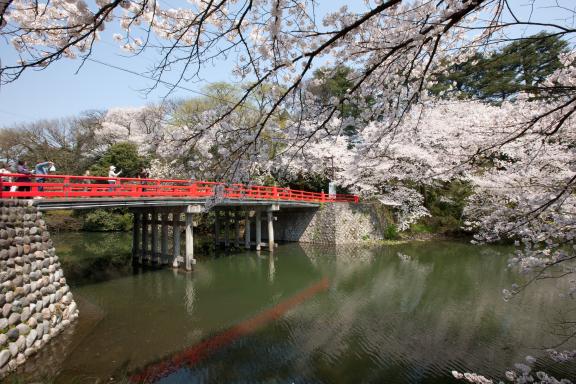 cherry blossom at Takaoka Kojo Park(13)
