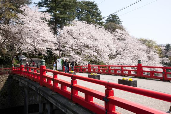 cherry blossom at Takaoka Kojo Park(16)