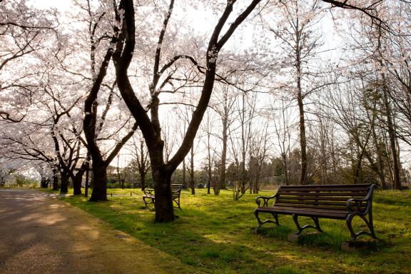 cherry blossom at Botanis Gardens og Toyama(2)