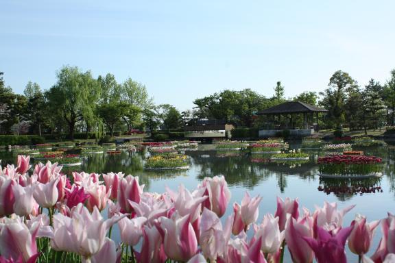 Tonami Tulip Fair(20)