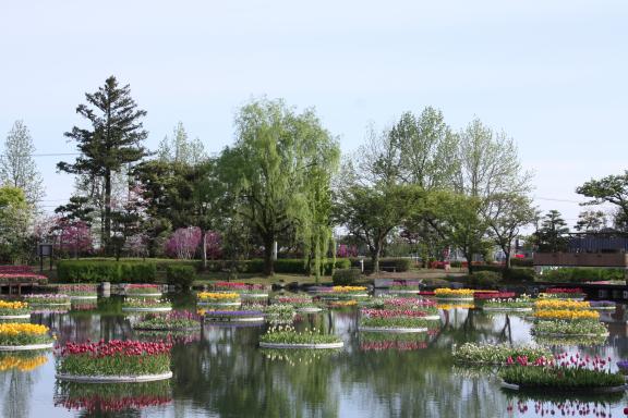 Tonami Tulip Fair(21)