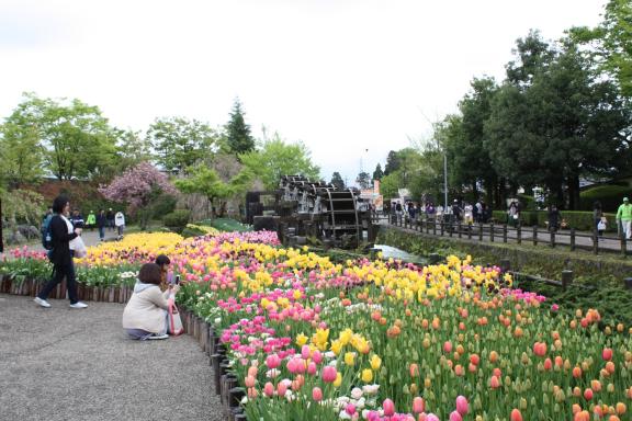 Tonami Tulip Fair(30)