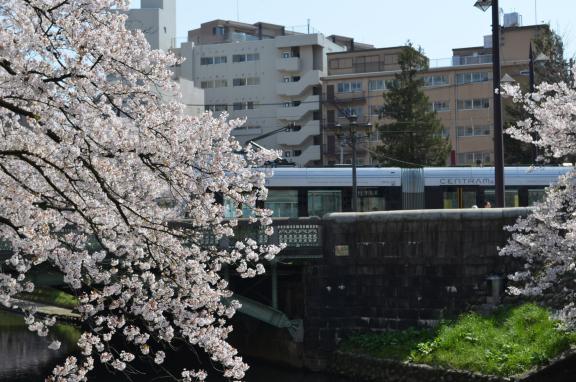 cherry blossom and CENTRAM(4)