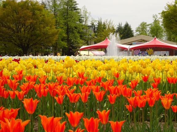 Tonami Tulip Fair(53)