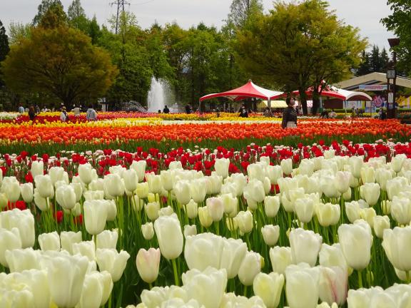 Tonami Tulip Fair(54)