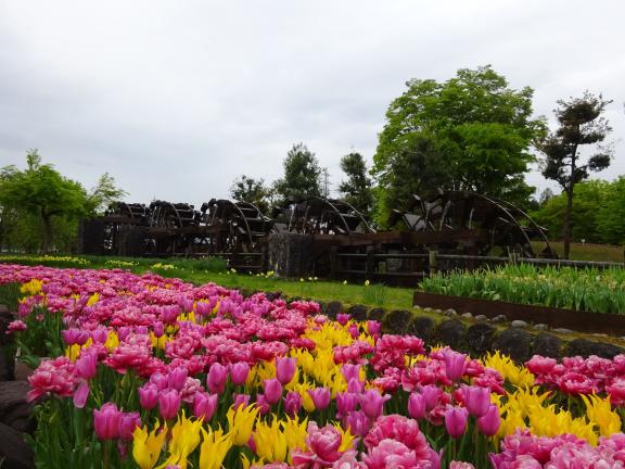 Tonami Tulip Fair(58)