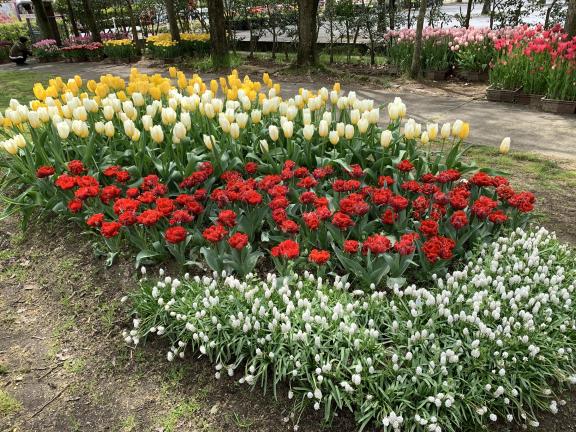 Tonami Tulip Fair(62)