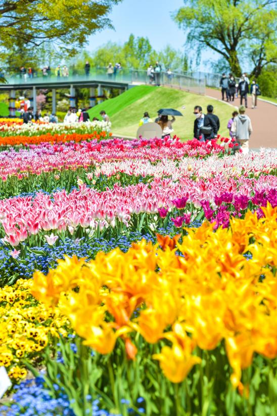 Tonami Tulip Fair(47)