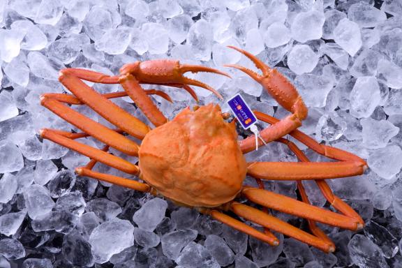 red snow crab(20)