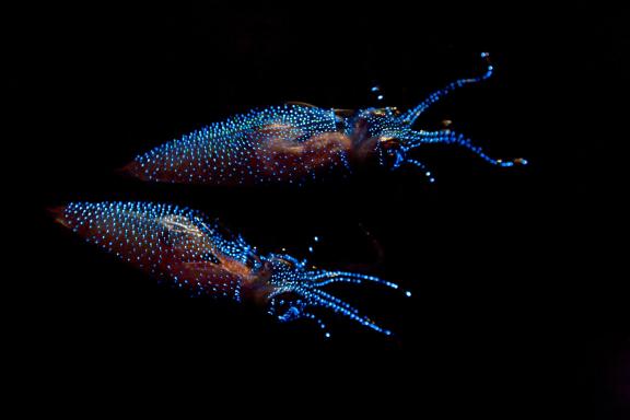 Firefly Squid(10)