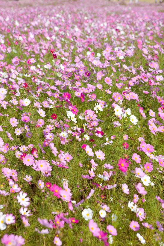 Cosmos Flowers at Tonami Yumenotaira(9)